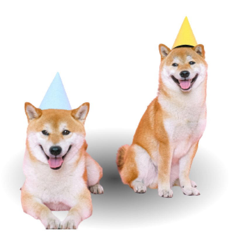 two shiba inu in birthday hats